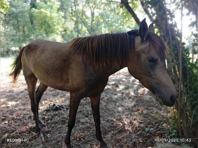 Akhal-Teke Mix Mare 4 years Dun in Ariltza