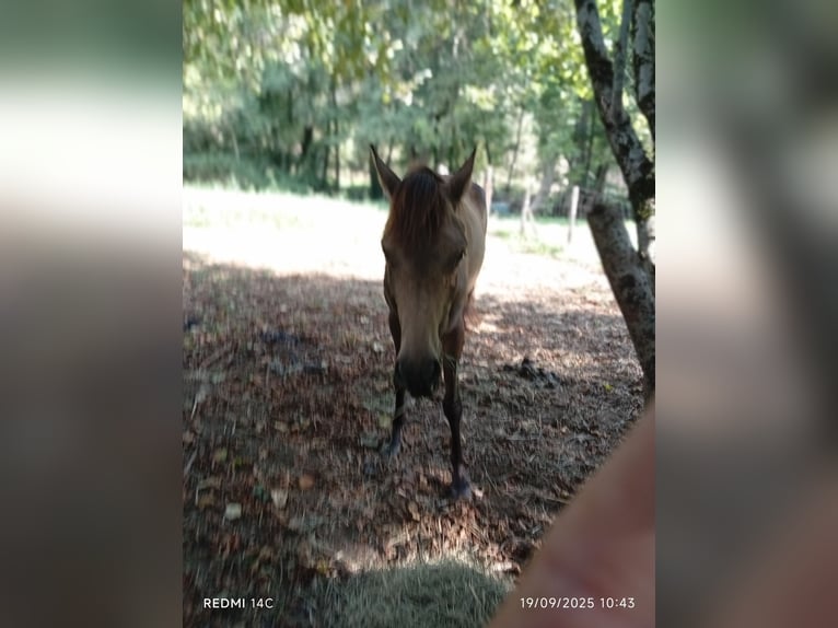 Akhal-Teke Mix Mare 4 years Dun in Ariltza