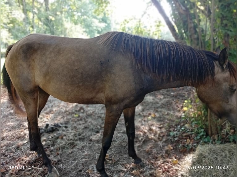 Akhal-Teke Mix Mare 4 years Dun in Zeberio