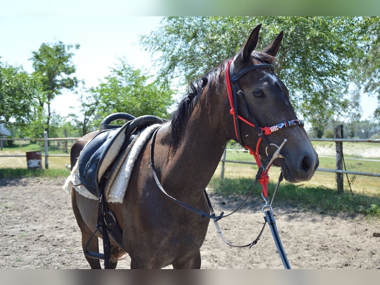 Akhal-Teke Mare 4 years Grey in Ópusztaszer