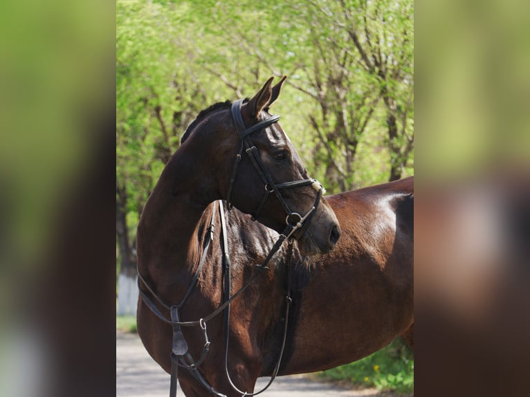 Akhal-Teke Mare 5 years 15,2 hh Buckskin in Karaganda