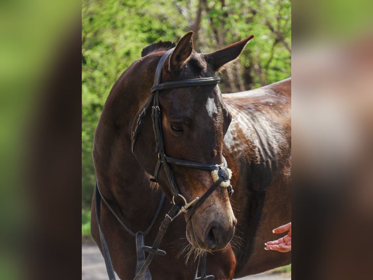 Akhal-Teke Mare 5 years 15,2 hh Buckskin in Karaganda