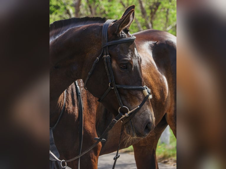 Akhal-Teke Mare 5 years 15,2 hh Buckskin in Karaganda
