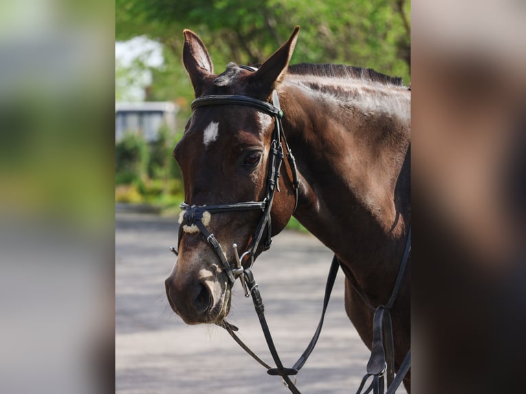 Akhal-Teke Mare 5 years 15,2 hh Buckskin in Karaganda
