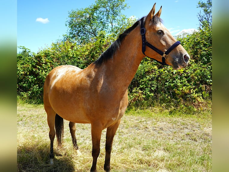Akhal-Teke Mix Mare 6 years 15.1 hh Roan-Red in Schwalbach am Taunus