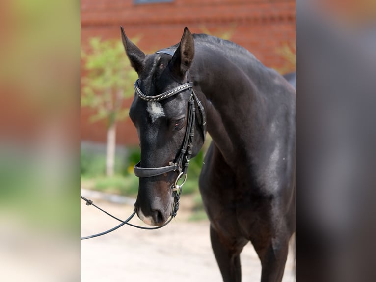 Akhal-Teke Mare 6 years 15,2 hh Black in Karaganda