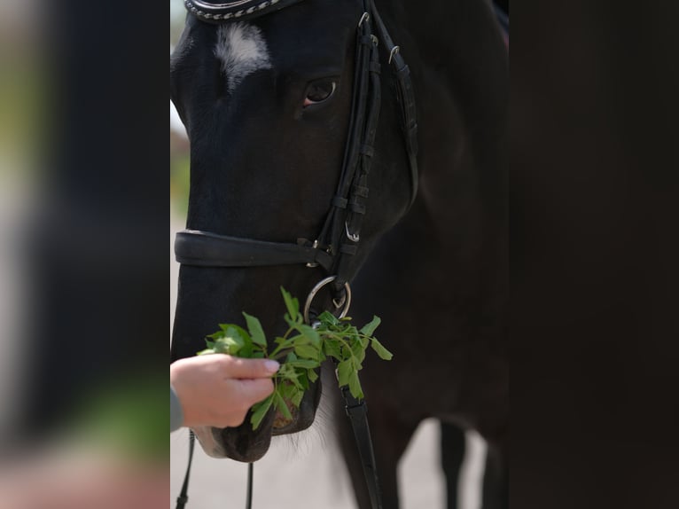 Akhal-Teke Mare 6 years 15,2 hh Black in Karaganda