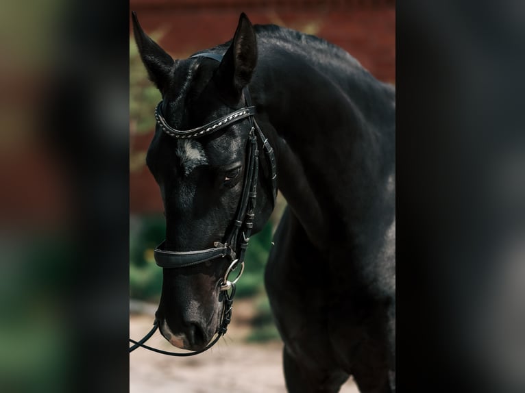 Akhal-Teke Mare 6 years 15,2 hh Black in Karaganda