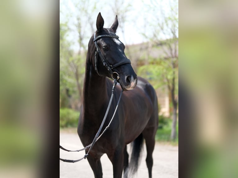 Akhal-Teke Mare 6 years 15,2 hh Black in Karaganda