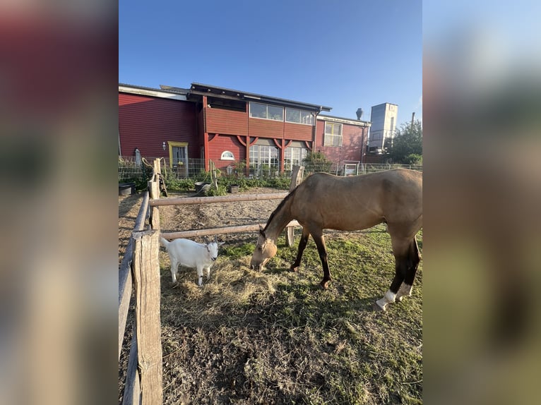 Akhal-Teke Mare 7 years 15.1 hh Buckskin in Garding