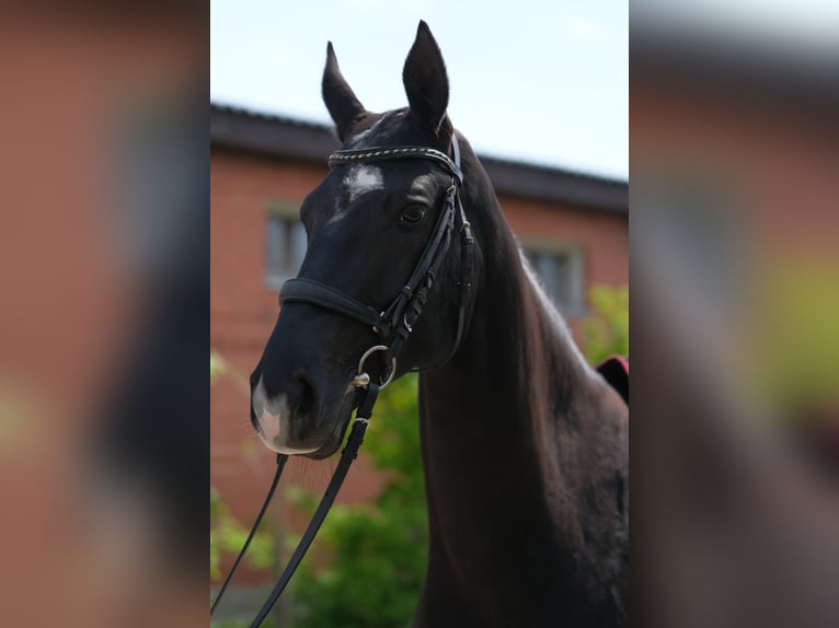 Akhal-Teke Mare 7 years 15,2 hh Black in Karaganda