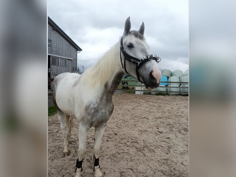 Akhal-Teke Mix Mare 8 years 15,1 hh White in Appenzell