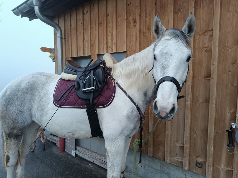 Akhal-Teke Mix Mare 8 years 15,1 hh White in Appenzell