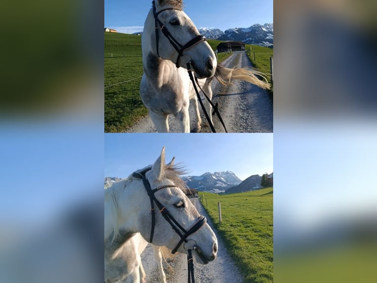 Akhal-Teke Mix Mare 8 years 15,1 hh White in Appenzell