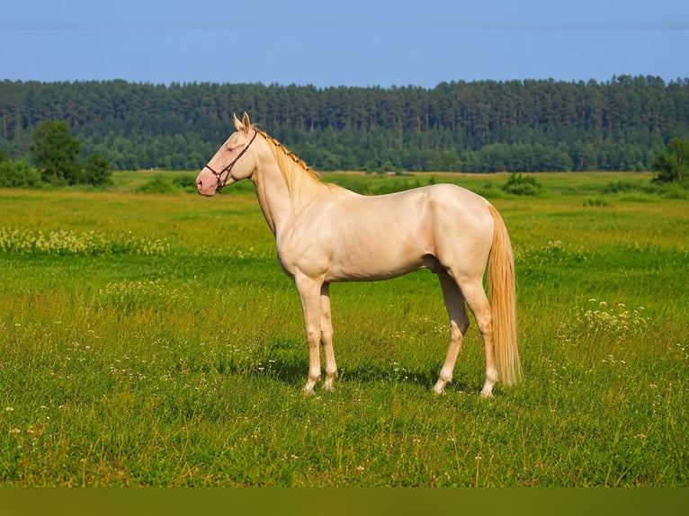 Akhal-Teke Mare 8 years 15.2 hh  in Oleśnica