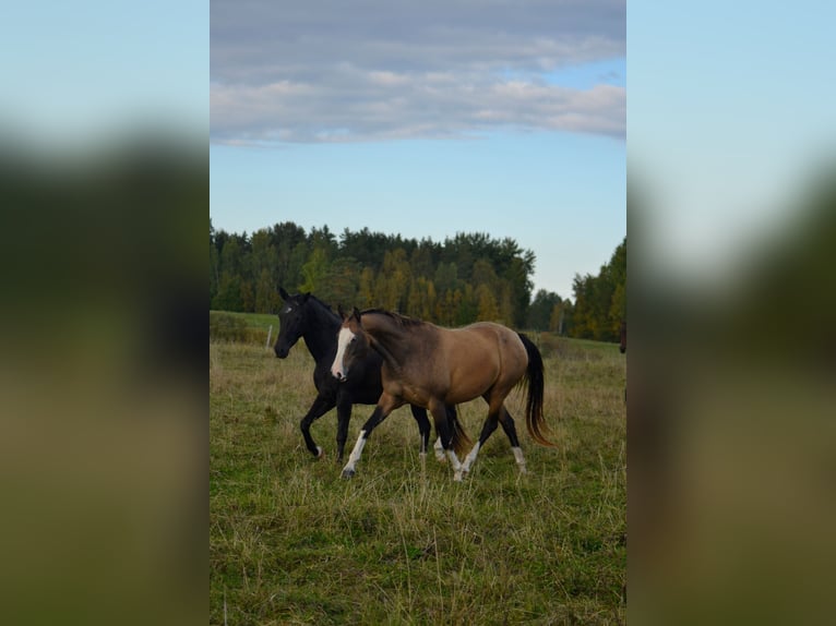 Akhal-Teke Mare 9 years 15.1 hh Buckskin in Voru