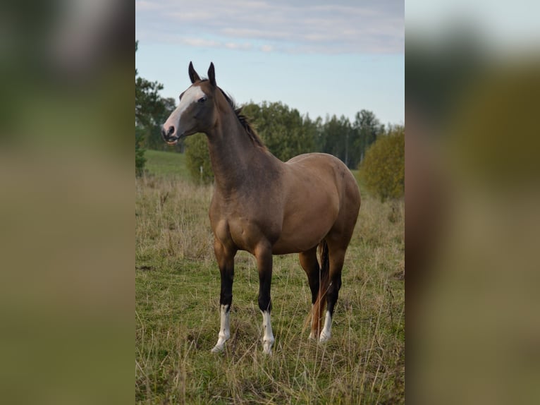 Akhal-Teke Mare 9 years 15.1 hh Buckskin in Voru