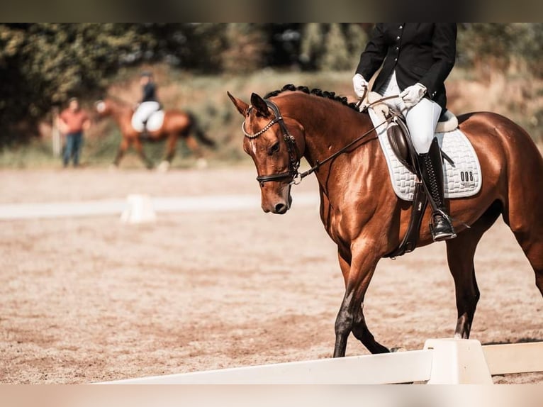 Akhal-Teke Mare 9 years 15,2 hh Brown in Laudenbach