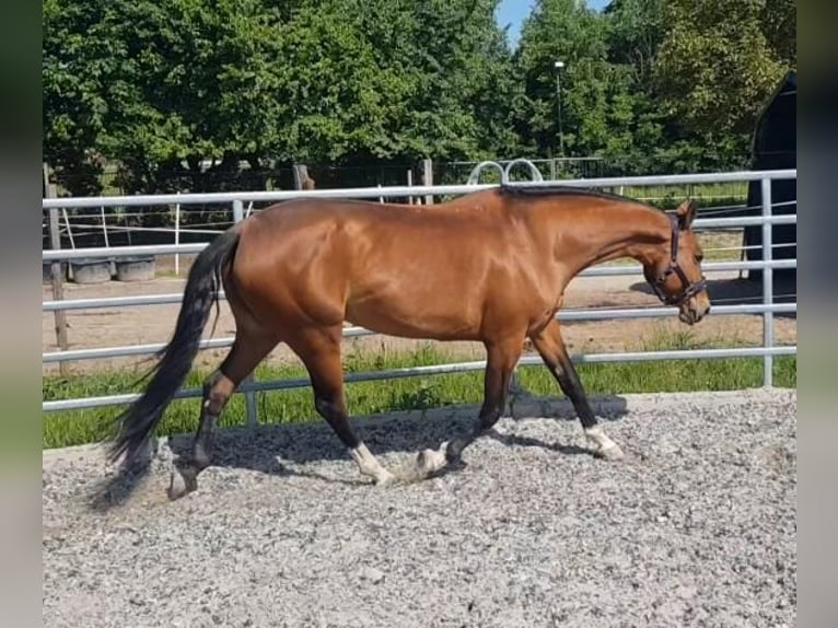 Akhal-Teke Mare 9 years 15,2 hh Brown in Laudenbach