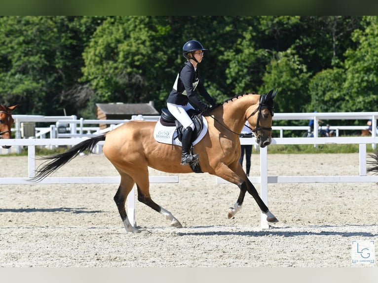 Akhal-Teke Mare 9 years 15 hh Dun in La Chaussée-Saint-Victor
