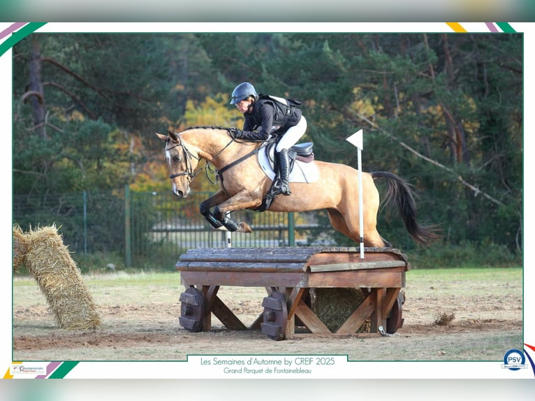 Akhal-Teke Mare 9 years 15 hh Dun in La Chaussée-Saint-Victor