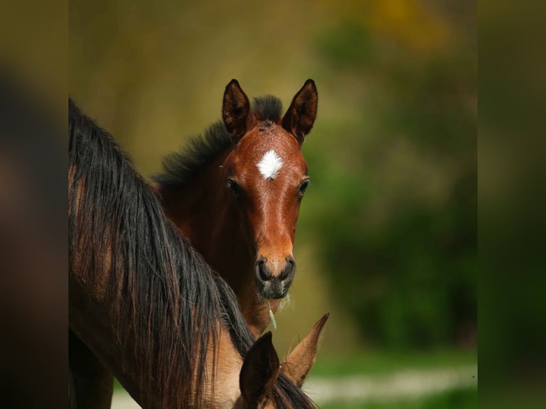 Akhal-Teke Mare  Brown in ANGERS