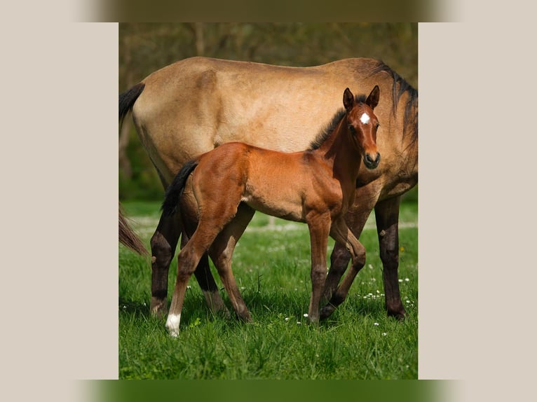 Akhal-Teke Mare  Brown in ANGERS
