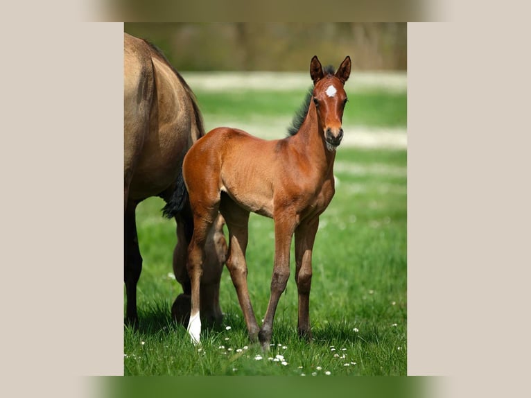 Akhal-Teke Mare  Brown in ANGERS