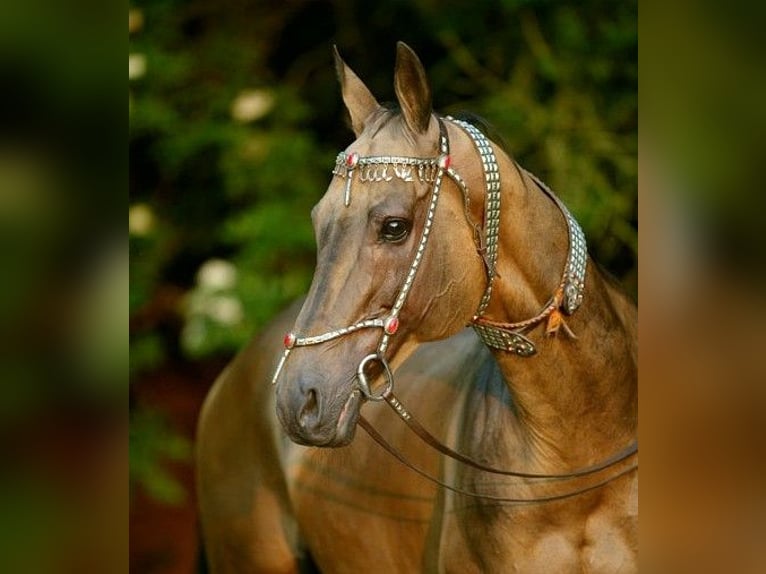 Akhal-Teke Mare Foal (03/2024) Buckskin in Schoonebeek