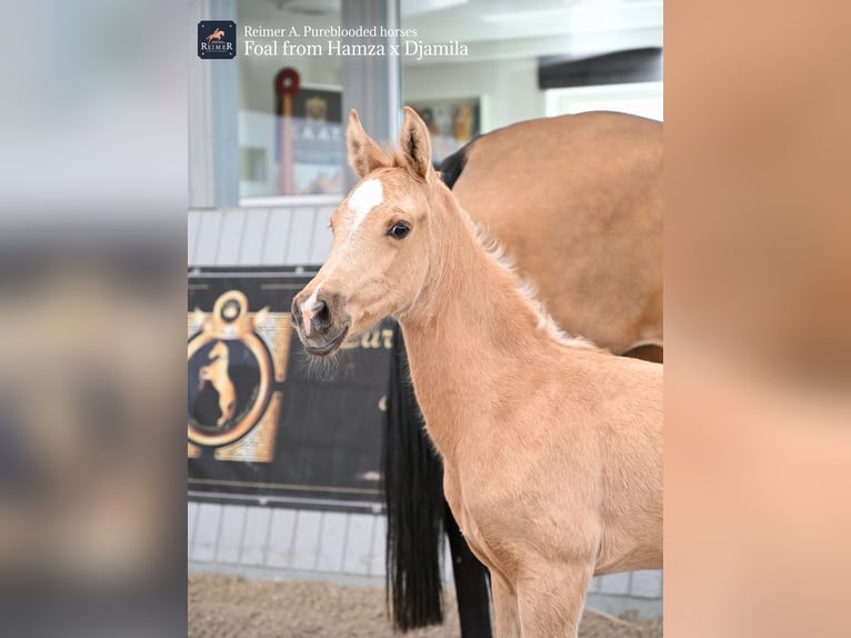 Akhal-Teke Mare Foal (03/2024) Cremello in Ovelgönne