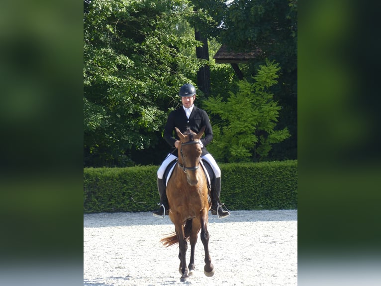 Akhal-Teke Mix Merrie 16 Jaar 168 cm Buckskin in Ópusztaszer