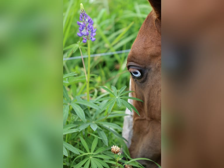 Akhal-Teke Merrie 1 Jaar 143 cm Vos in San Pietroburgo