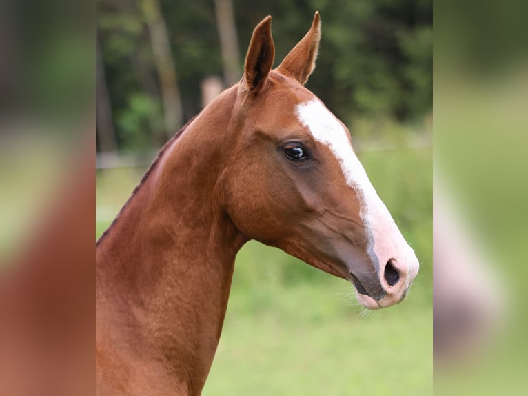 Akhal-Teke Merrie 1 Jaar 143 cm Vos in San Pietroburgo