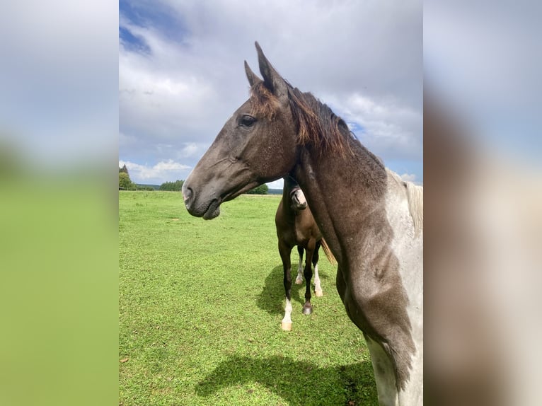 Akhal-Teke Mix Merrie 1 Jaar 150 cm Gevlekt-paard in Vilnius