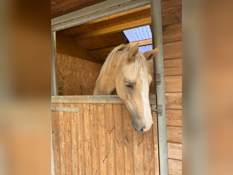 Akhal-Teke Mix Merrie 1 Jaar 173 cm Palomino in Cornwall, UK