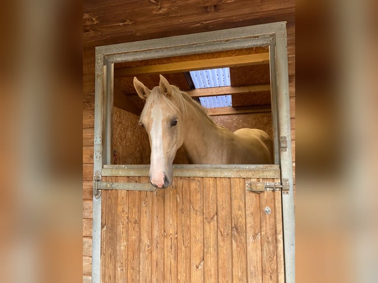 Akhal-Teke Mix Merrie 1 Jaar 173 cm Palomino in Cornwall, UK