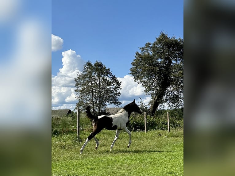 Akhal-Teke Mix Merrie 1 Jaar Gevlekt-paard in Rudamina