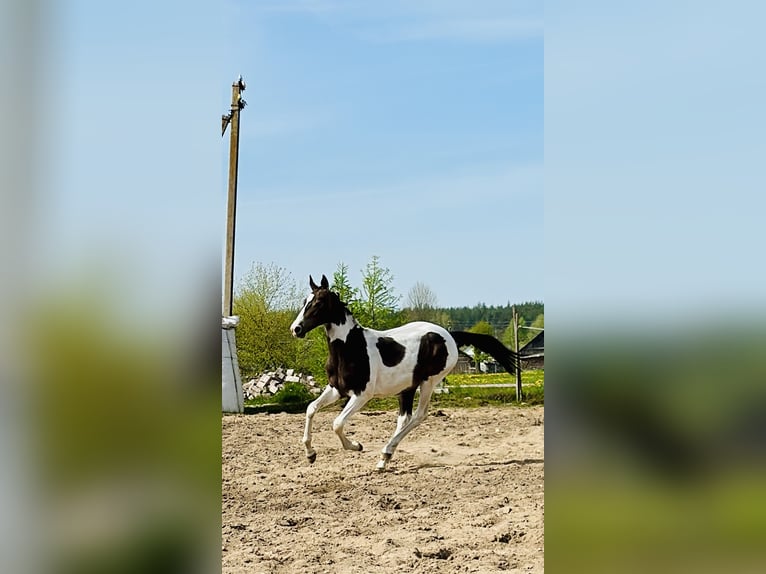 Akhal-Teke Mix Merrie 1 Jaar Gevlekt-paard in Rudamina