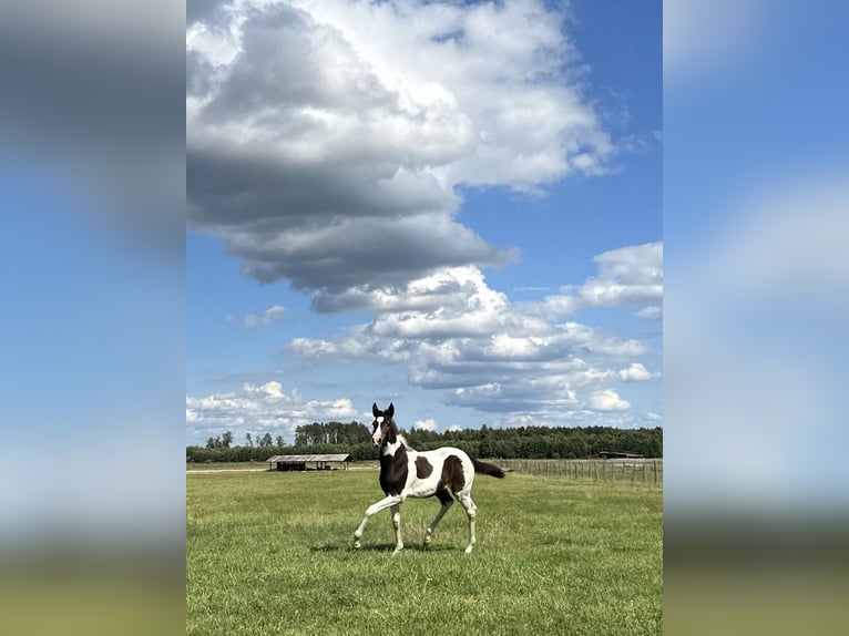 Akhal-Teke Mix Merrie 1 Jaar Gevlekt-paard in Rudamina