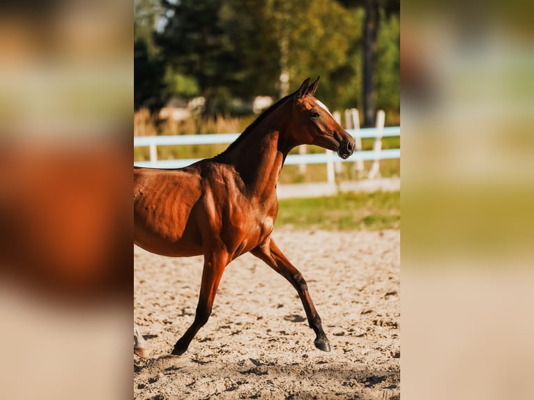 Akhal-Teke Merrie 1 Jaar Roodbruin in Dzilnuciems Akhal-Teke Merrie 1 Jaar Roodbruin in Dzilnuciems