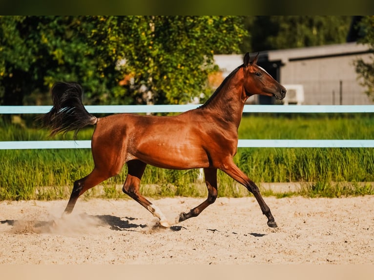 Akhal-Teke Merrie 1 Jaar Roodbruin in Dzilnuciems Akhal-Teke Merrie 1 Jaar Roodbruin in Dzilnuciems