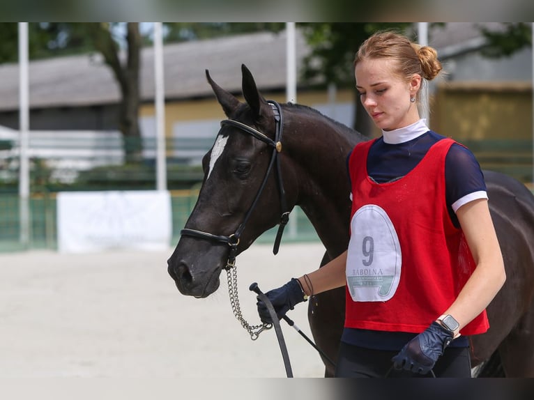 Akhal-Teke Merrie 2 Jaar 150 cm Zwart in Nowa Wieś