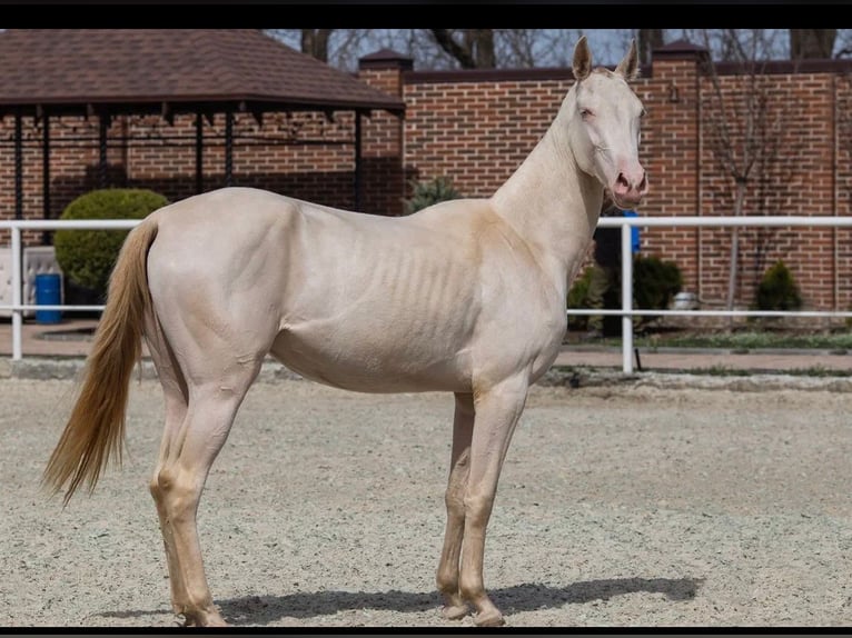 Akhal-Teke Merrie 2 Jaar Perlino in Rostov on Don