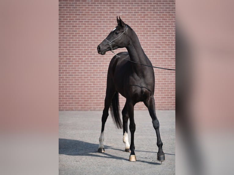 Akhal-Teke Merrie 3 Jaar 157 cm Zwart in Ovelgönne