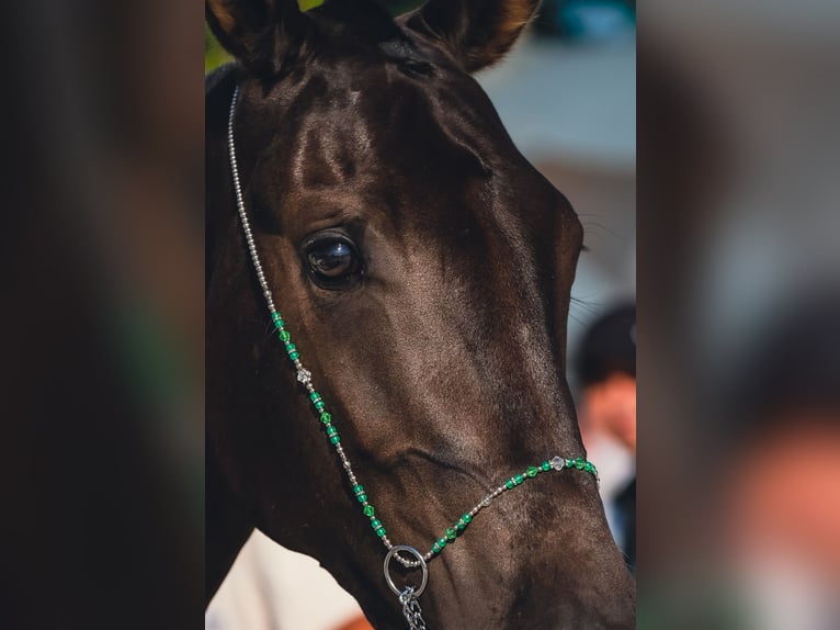 Akhal-Teke Merrie 4 Jaar 160 cm Zwartbruin in St-Petersburg