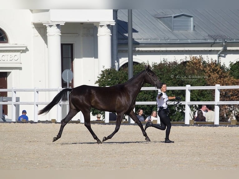 Akhal-Teke Merrie 4 Jaar 160 cm Zwartbruin in St-Petersburg