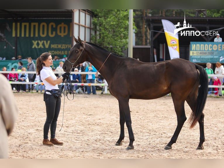 Akhal-Teke Merrie 4 Jaar 160 cm Zwartbruin in St-Petersburg