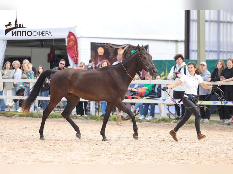 Akhal-Teke Merrie 4 Jaar 160 cm Zwartbruin in St-Petersburg