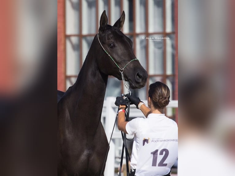 Akhal-Teke Merrie 4 Jaar 160 cm Zwartbruin in St-Petersburg