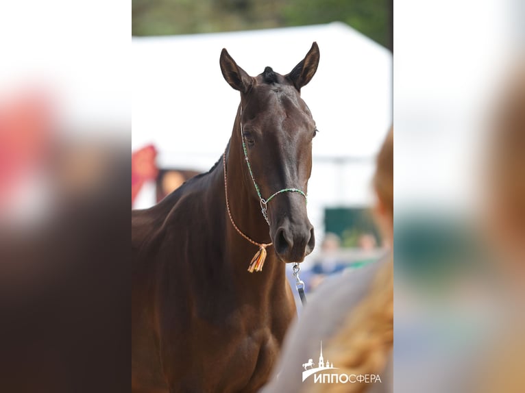 Akhal-Teke Merrie 4 Jaar 160 cm Zwartbruin in St-Petersburg
